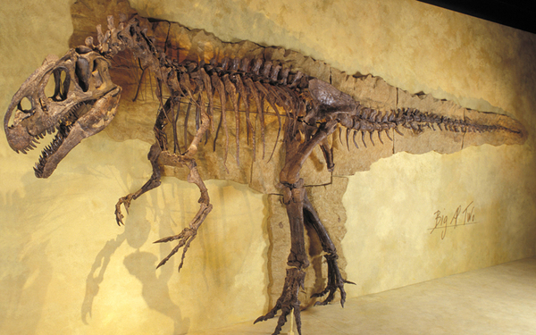 Big Al im Sauriermuseum Aathal