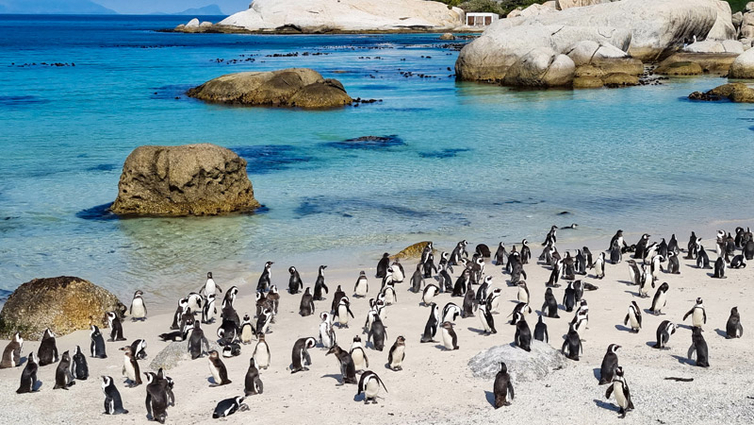 Südafrika-Kapstadt-Boulders-Beach-AdobeStock_1068687010.jpg