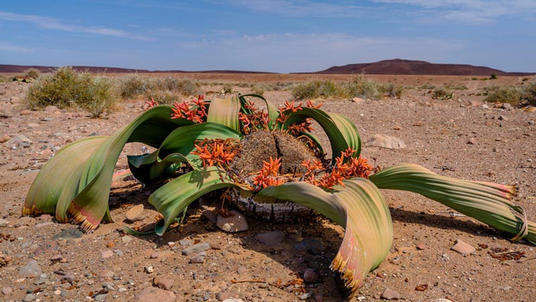 Angola-Wüste-Namib-Welwitschia-Mirabilis-Baum-AdobeStock_305056432.jpg