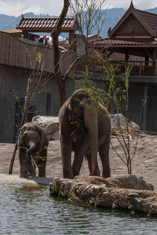 Zwei Elefanten spielend im Knies Kinderzoo