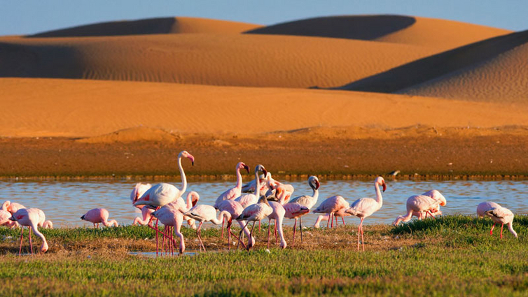 Namibia-Walvis-Bay-quer-AdobeStock_821842596.jpg