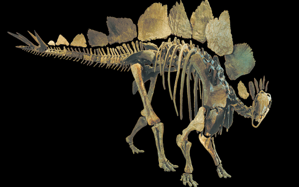 Stegosaurus im Sauriermuseum Aathal